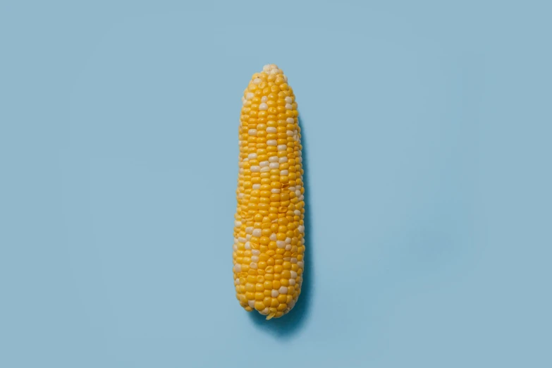 a fresh ripe ear of corn on a blue surface