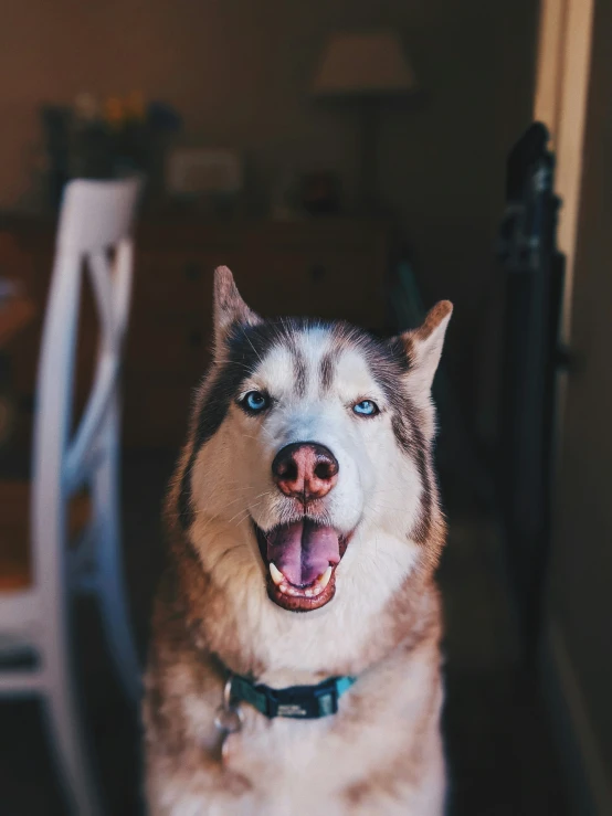 husky dog sitting up on a hardwood floor