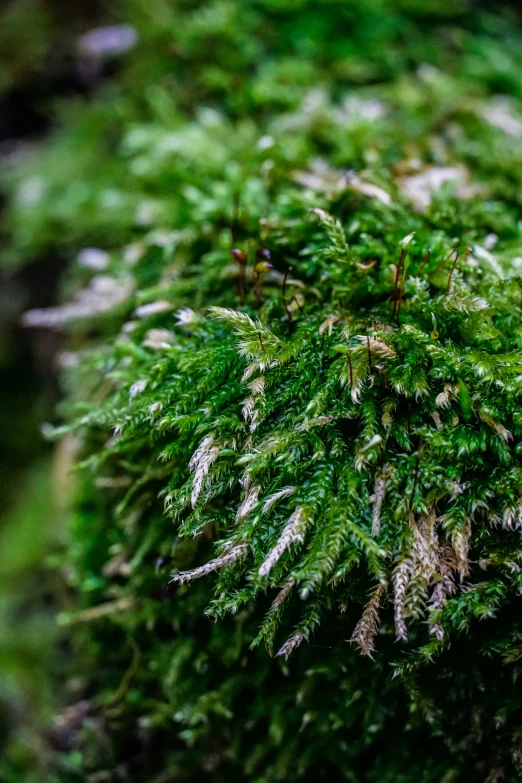 green moss covered in small white and yellow patches