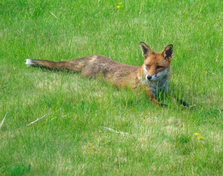 a fox in the grass laying down