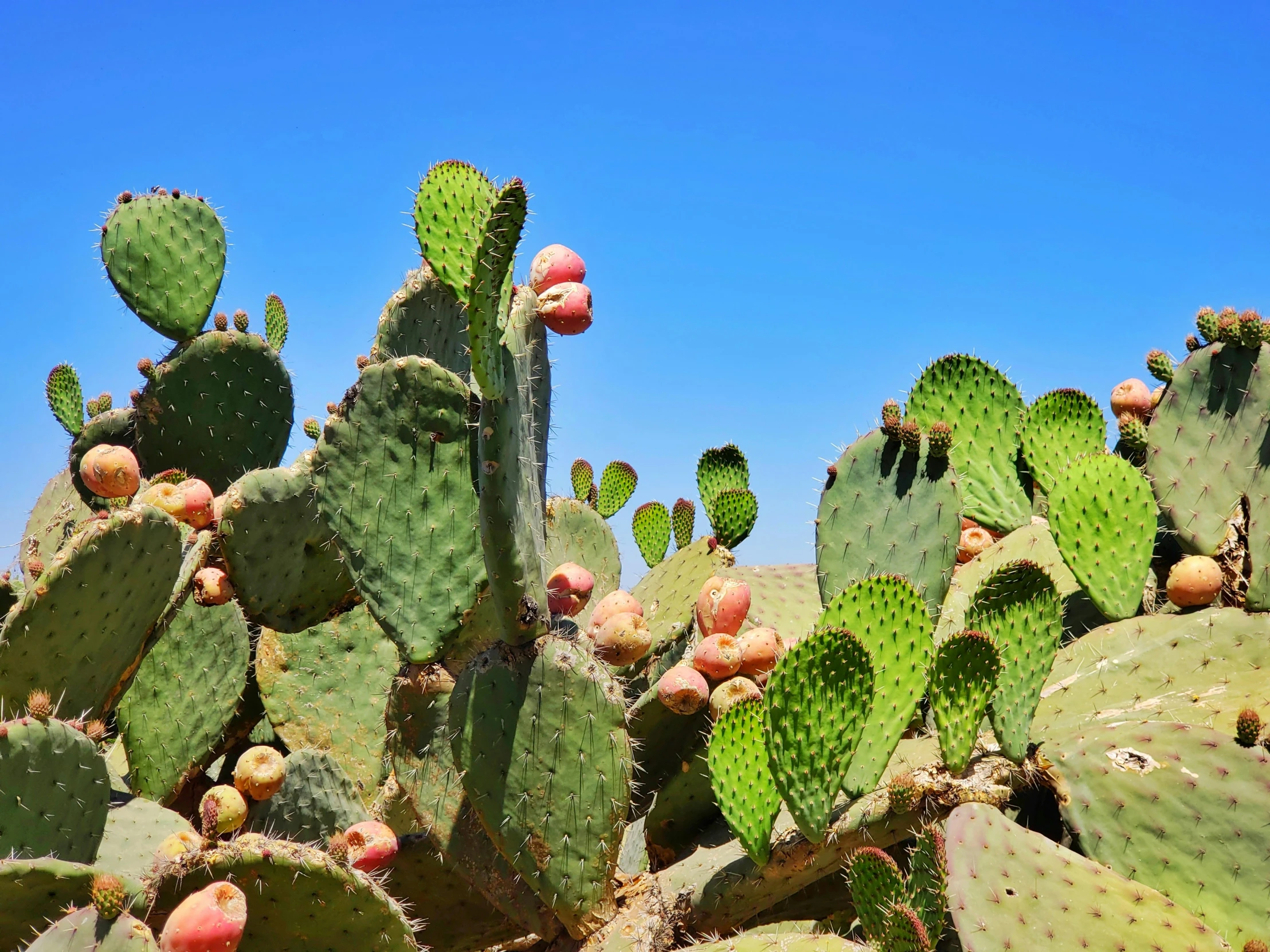 a large cactus plant with very long pointed leaves