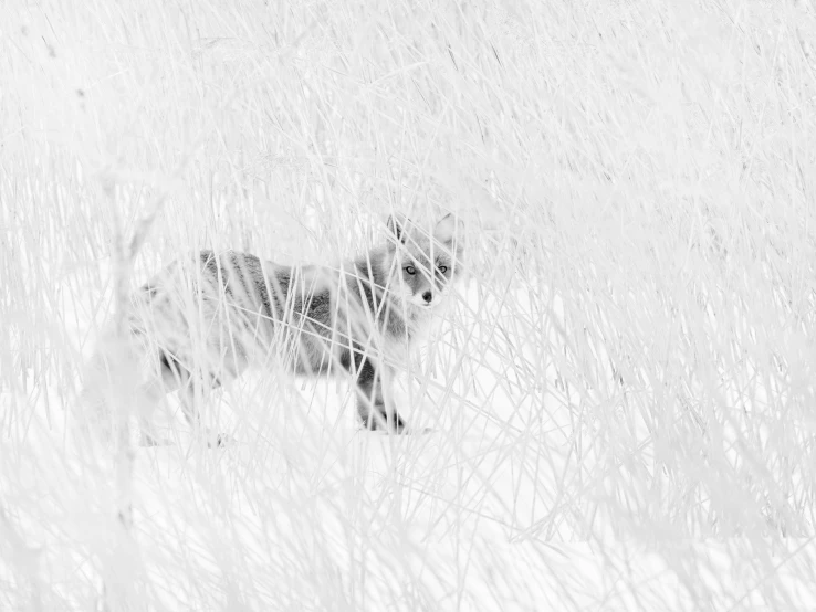 a cat in a field standing in tall grass