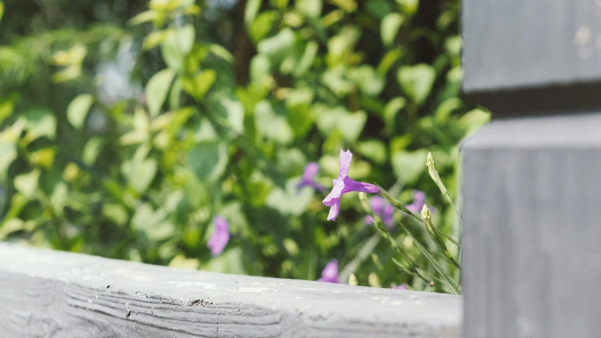 there is a purple flower sitting outside with the background