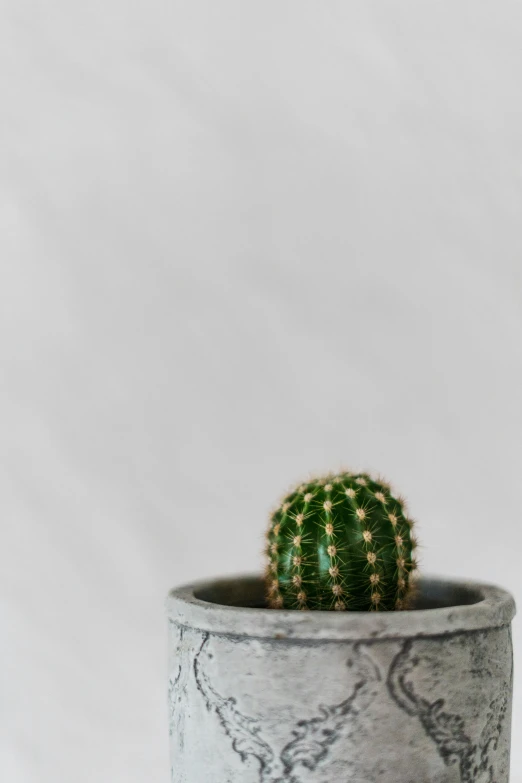 a single cactus is in a small decorative pot