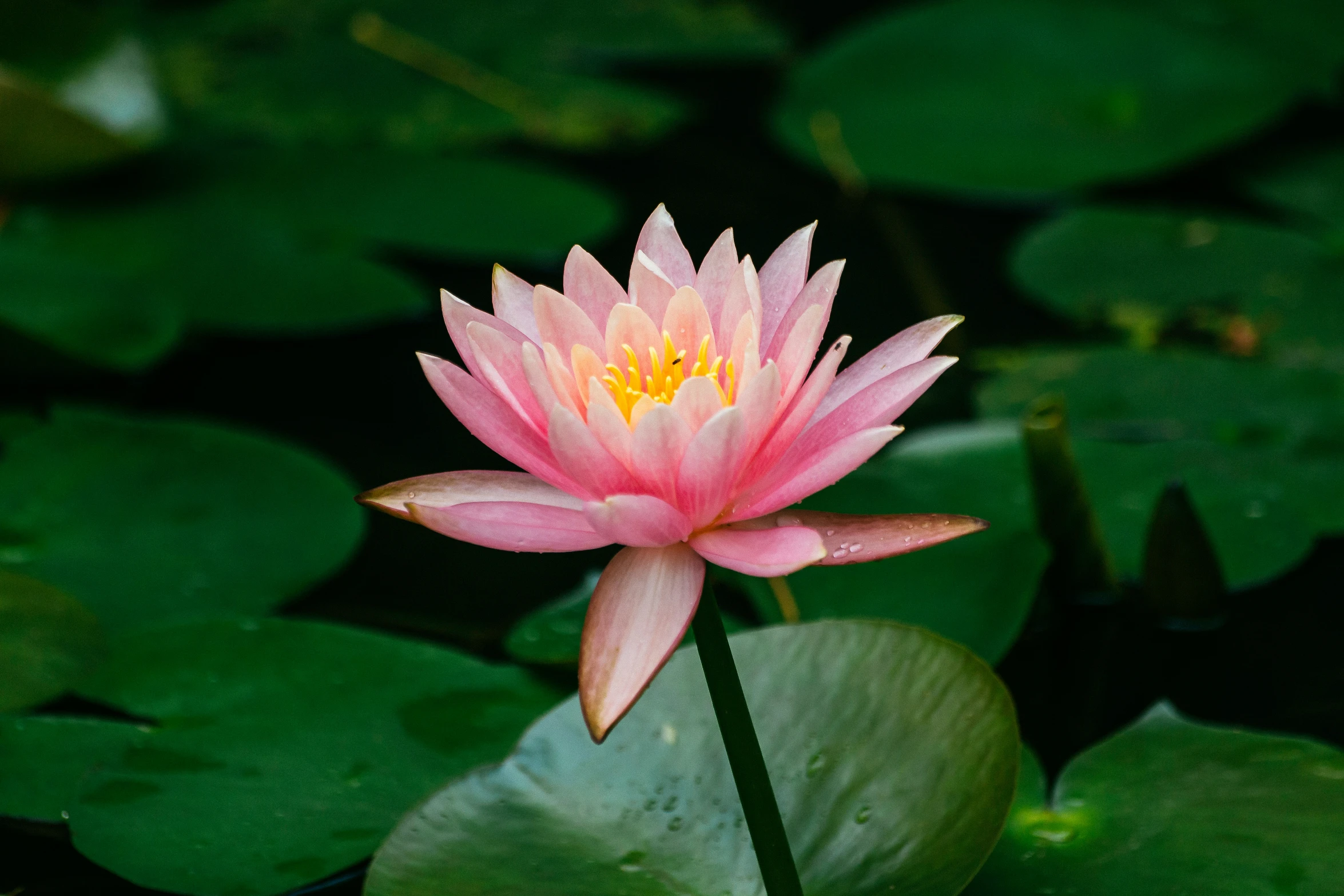 a bright pink water lily with green leaves on a pond