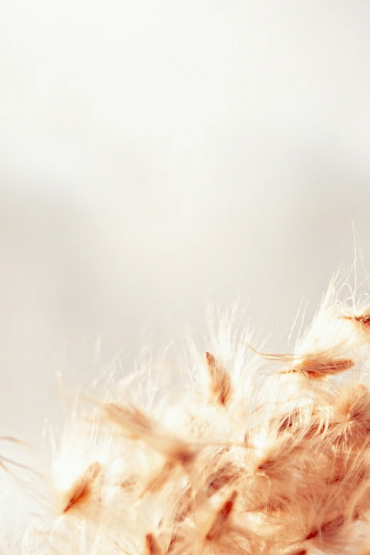 an extreme closeup of a feather or soing that looks like a bird