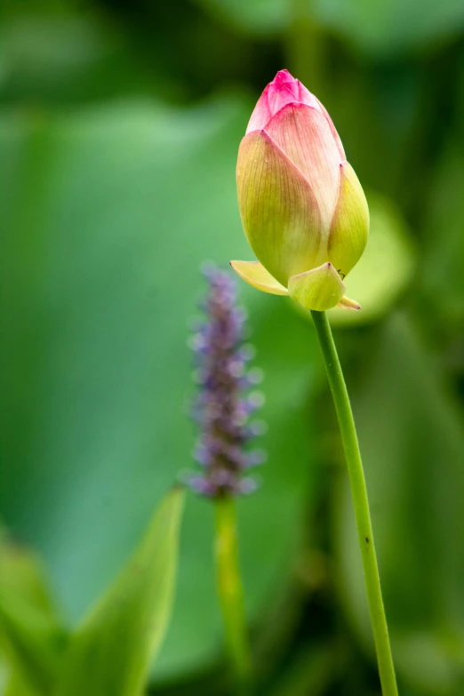 a flower budding in front of a blurry green background