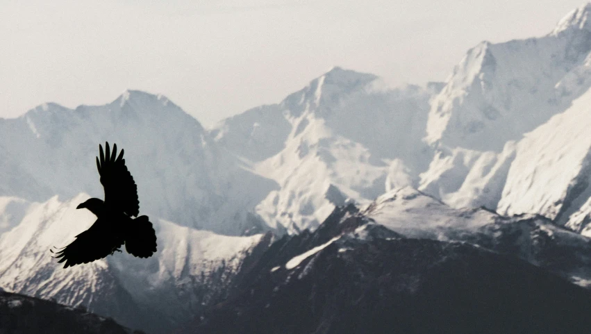 a bird flying near a mountain covered in snow