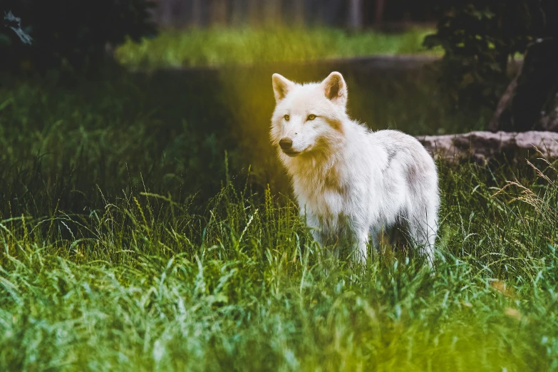 a white dog stands in the tall grass