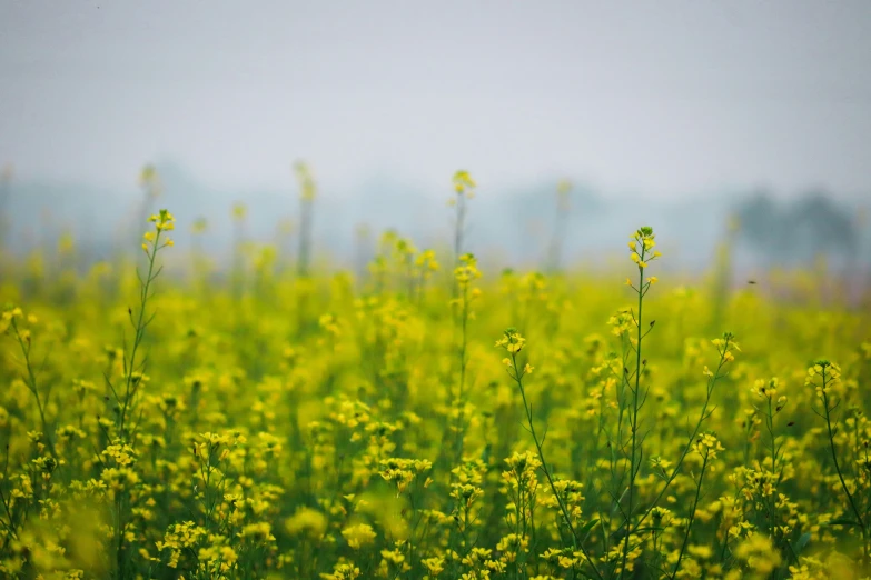 a large field that has some very pretty flowers in it