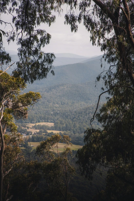 a view of some beautiful rolling hills from some trees