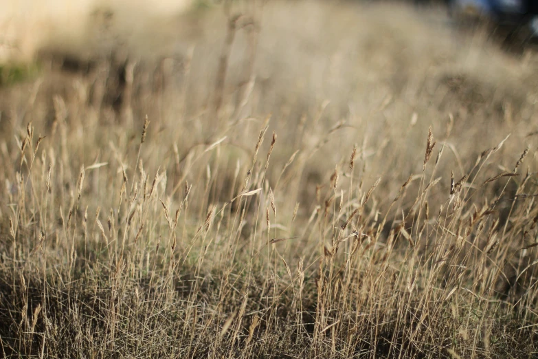 there is tall brown grass in this field