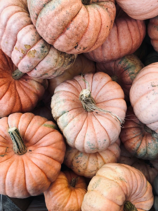 a pile of small pink pumpkins in large pots