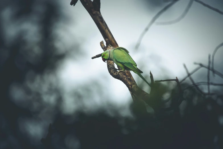 a green parrot perched on a twig with sky in the background