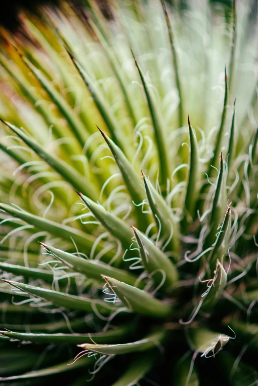 an green plant in a green field