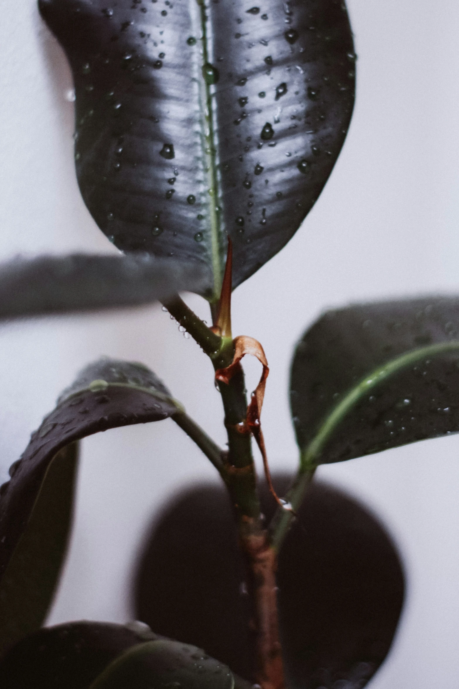 water drops sit upon a single flower stem