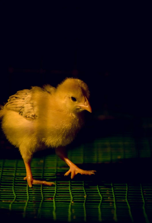 a little chicken on a green wire in the dark