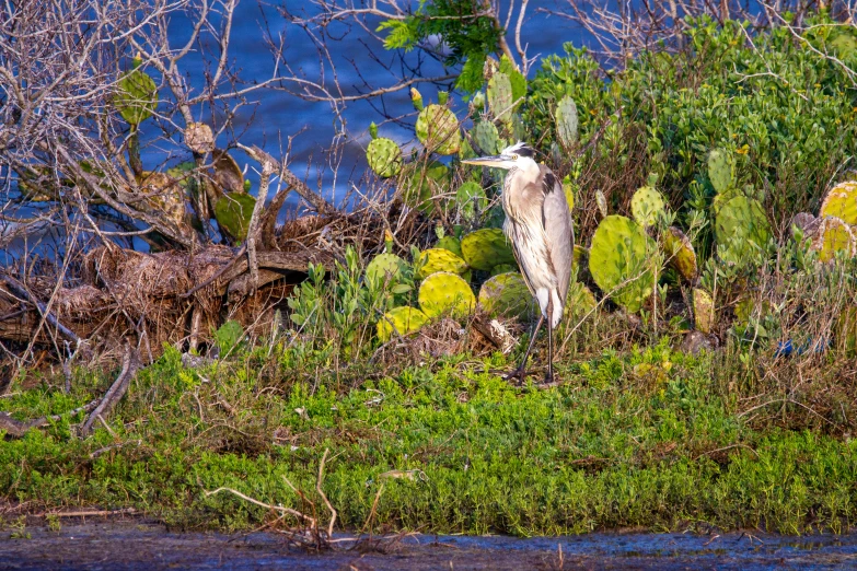 a bird sits on top of shrubbery near water