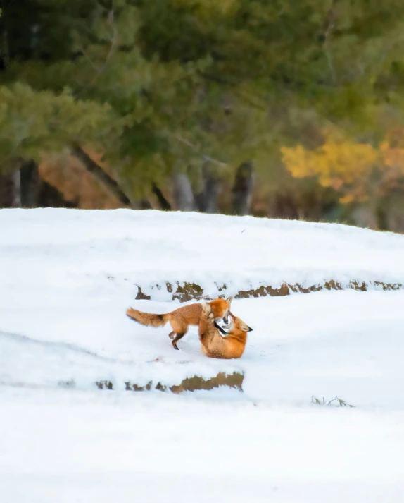 a red fox cub plays with another fox in the snow