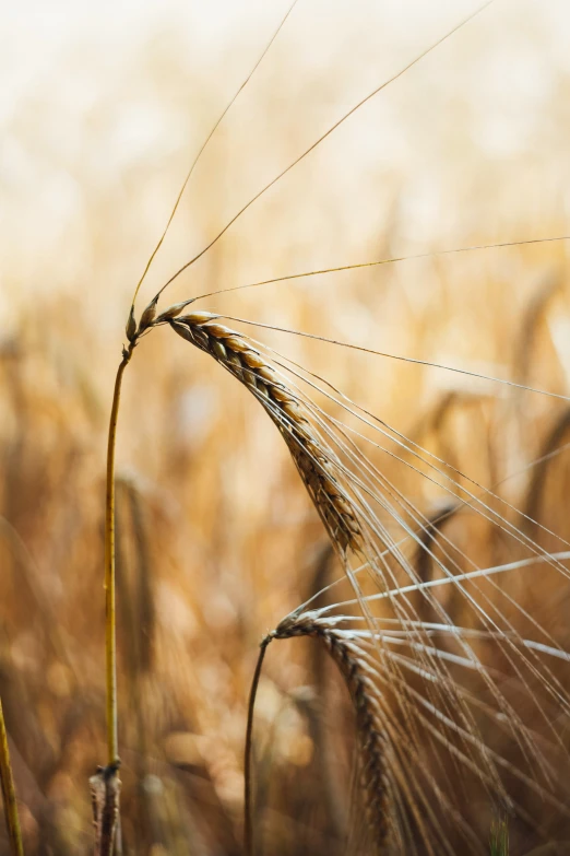 the seeds of a wheat stalk in the foreground