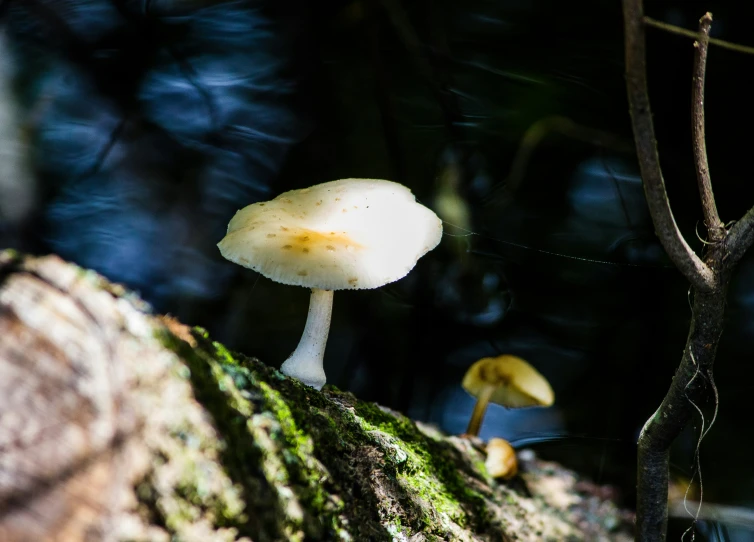 the white mushroom is sitting on a moss covered log