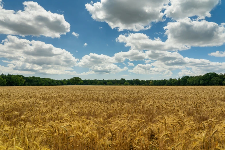 a field that has some very large trees in the background