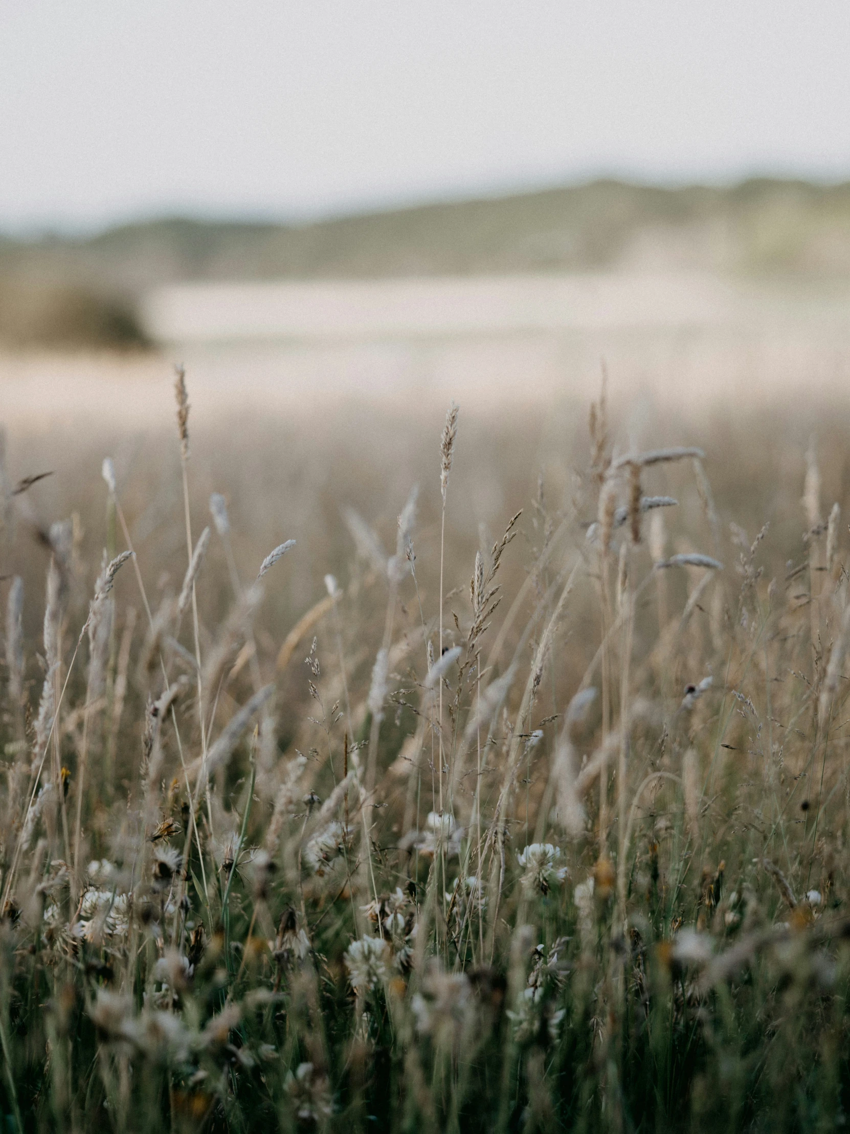 a field with grass blowing in the wind