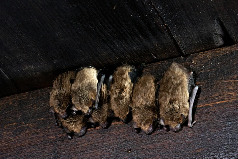 five dead bats are lying on the floor
