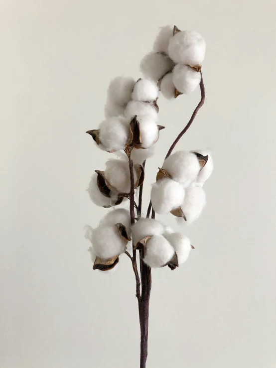 a single cotton plant in a clear glass vase