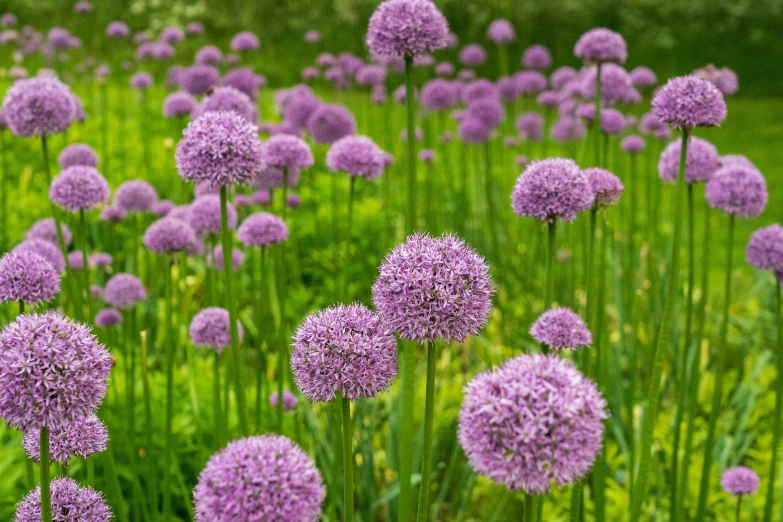 purple flowers are growing in the green grass