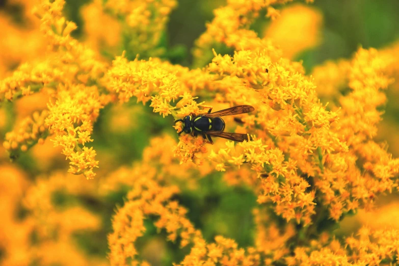 a fly that is flying on some yellow flowers