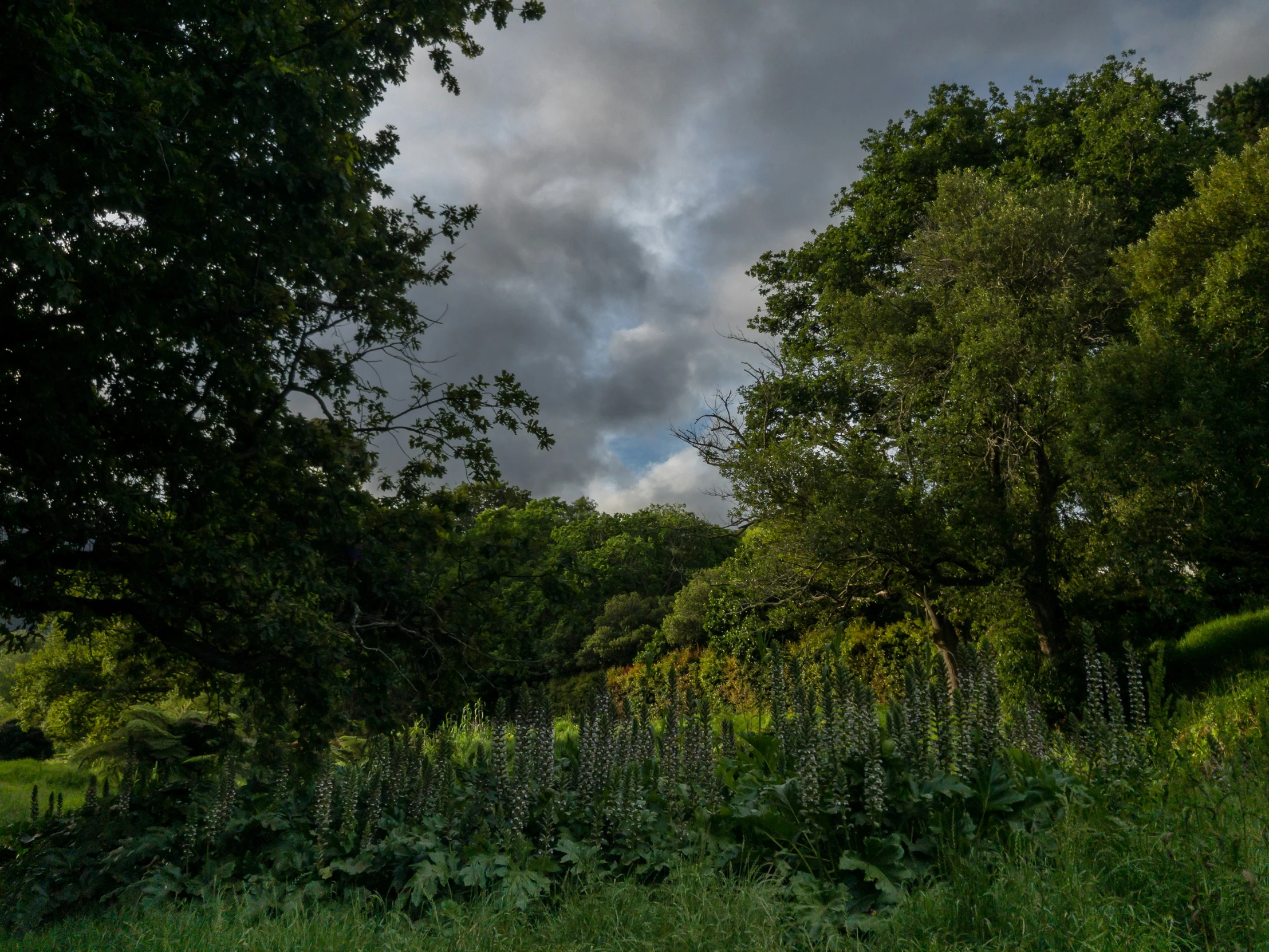 trees, grass and bushes are near the fence