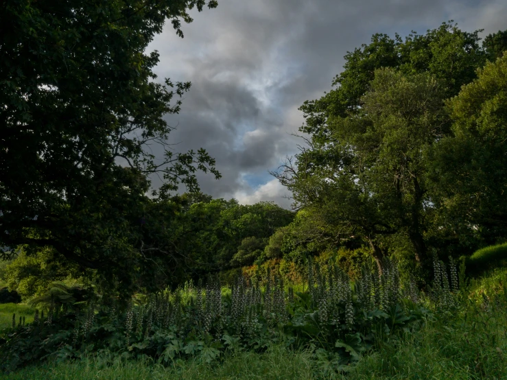 trees, grass and bushes are near the fence