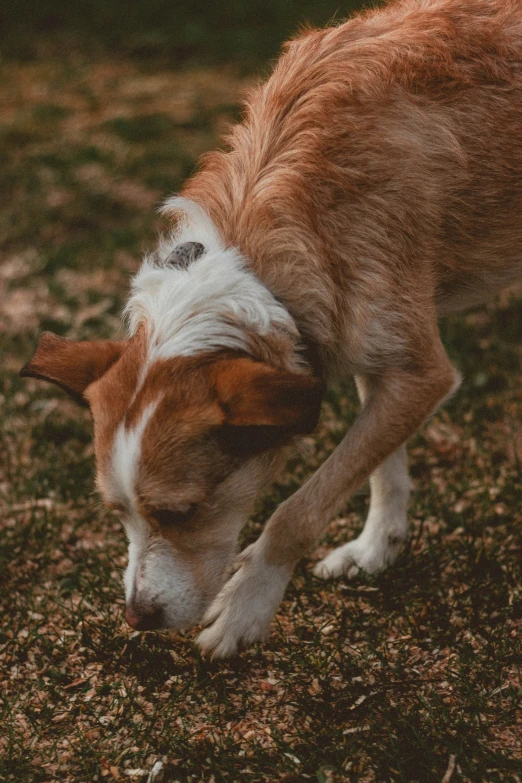 the dog is looking down at some grass