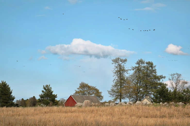 a herd of birds flying over a lush green field