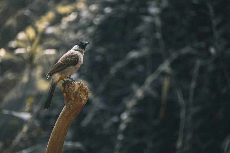 a bird sitting on the top of a tree