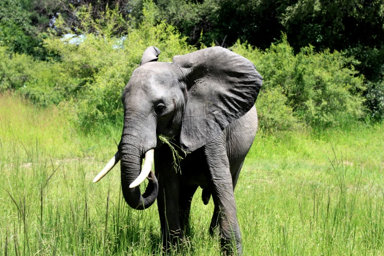 an elephant in the middle of a grassy area