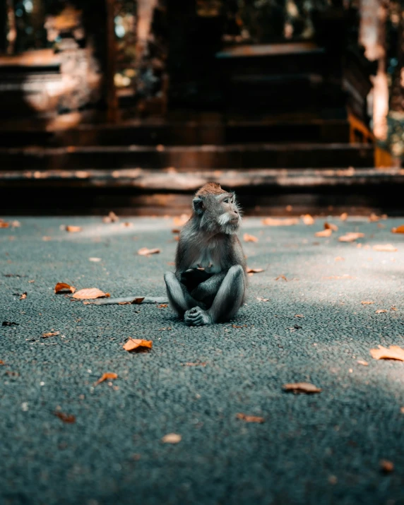 a monkey sitting down on the pavement