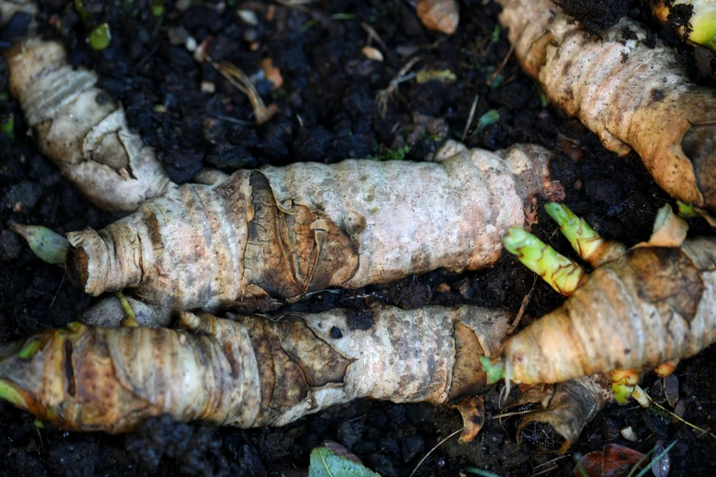 several ginger root roots in soil with some leaves