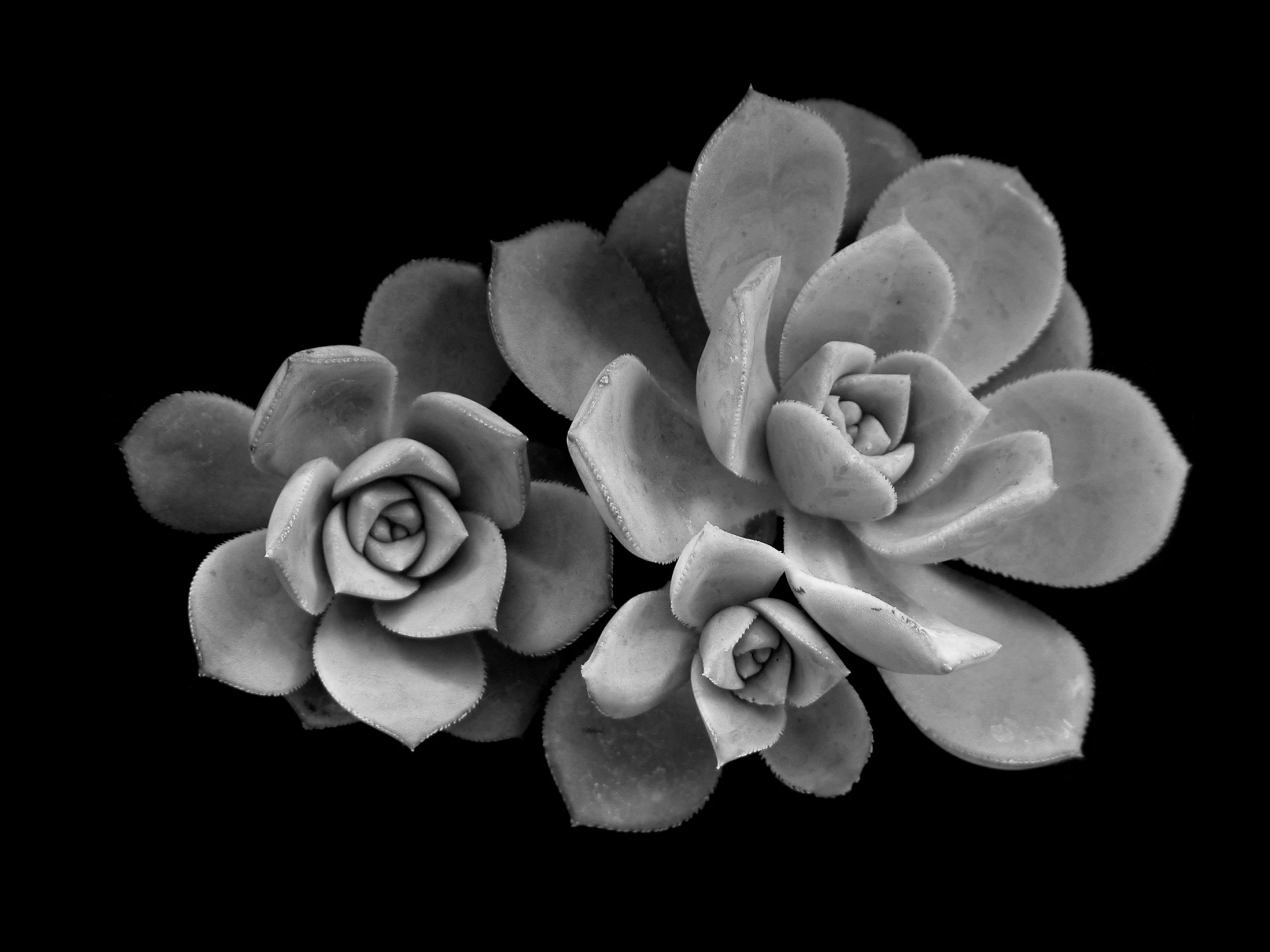 two succulents in black and white sitting on a table