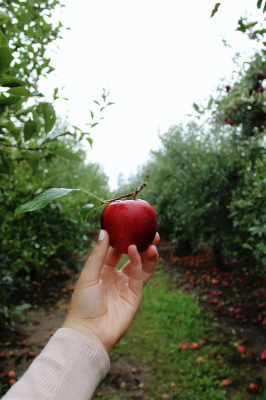 a hand holding an apple in a garden filled with trees