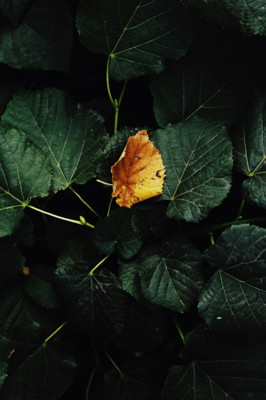 a bright yellow leaf on green leaves with a black background