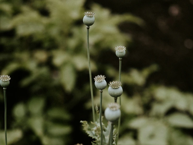 these are some small white flowers outside