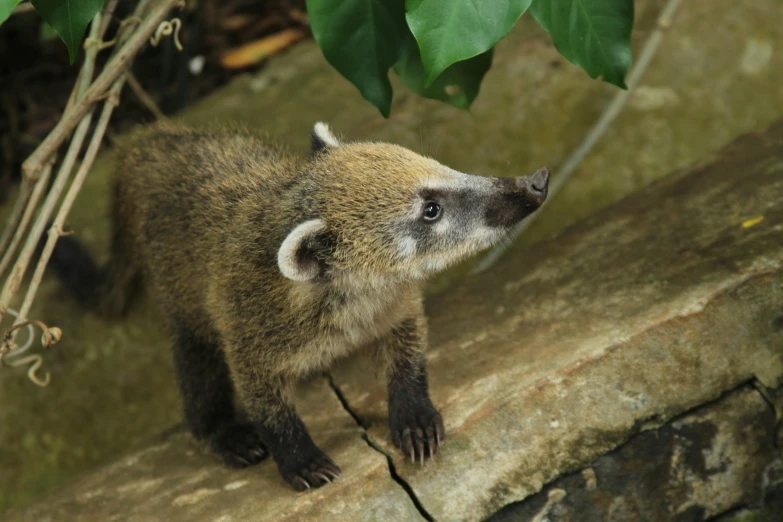 a badger standing on top of a large stone