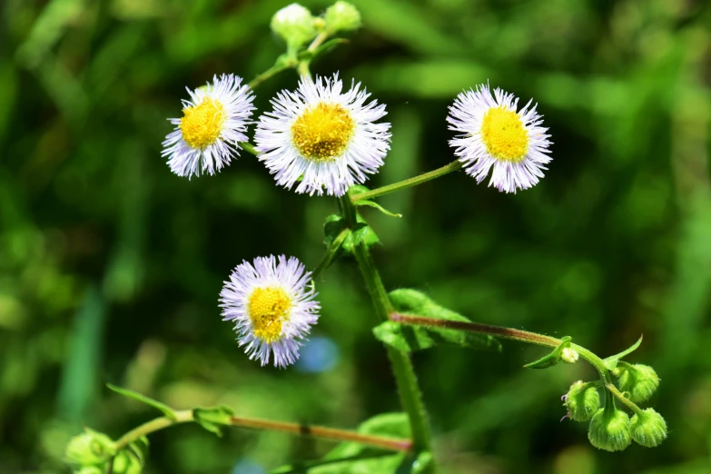 three white flowers in a field near some grass