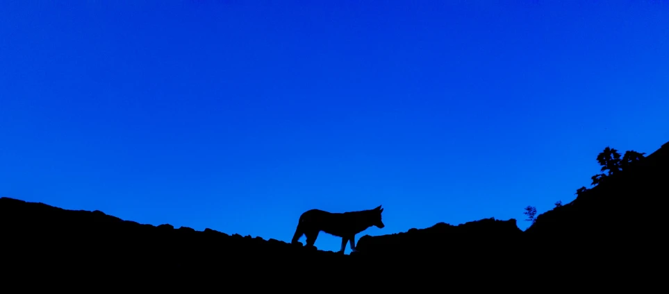 a horse silhouetted in the evening sky on a mountain