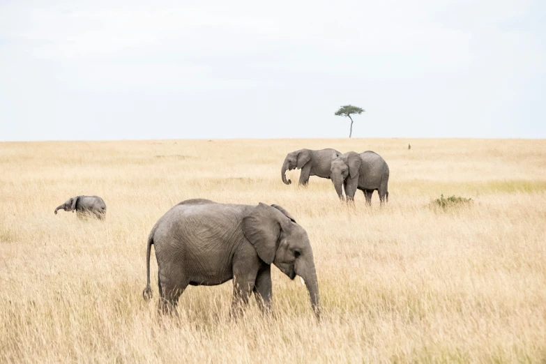 a herd of elephants roaming a field on a sunny day