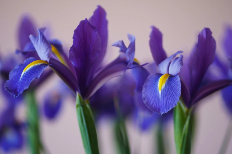 closeup of some purple flowers with yellow tips