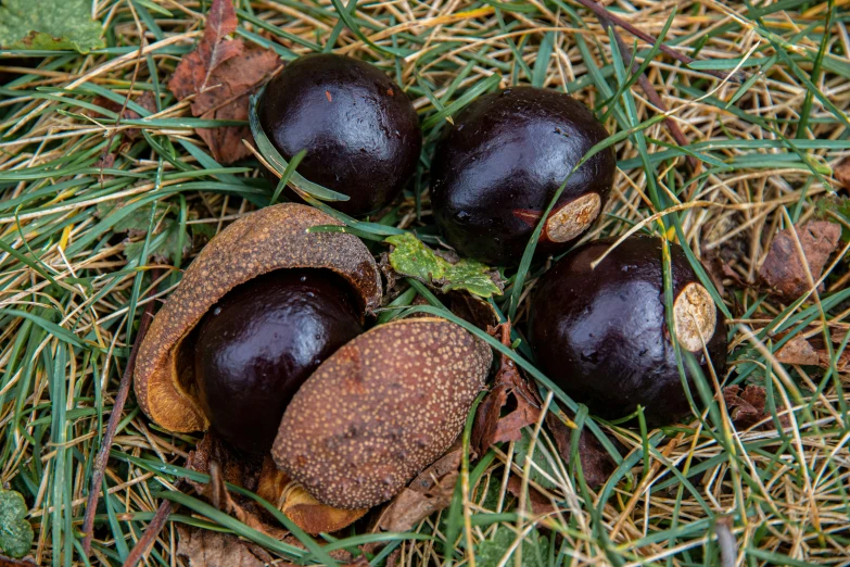 three acorns are laying on the ground among the grass