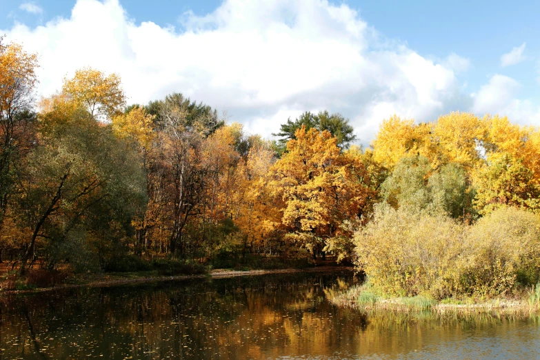a lake that has water and yellow trees in the background